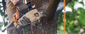 Best Emergency Tree Removal  in Howards Grove, WI