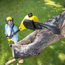 Best Lawn Renovation and Restoration  in Howards Grove, WI